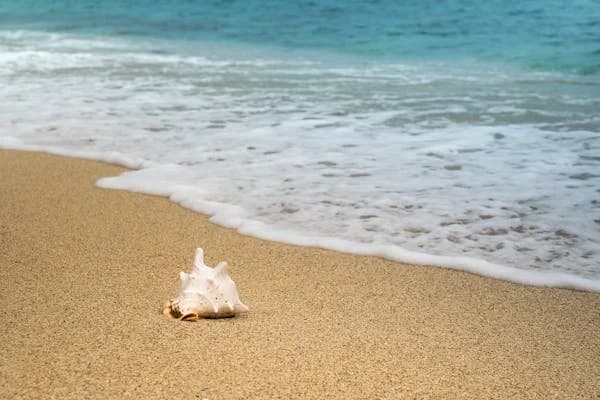 Shankh (Conch Shell), Natural